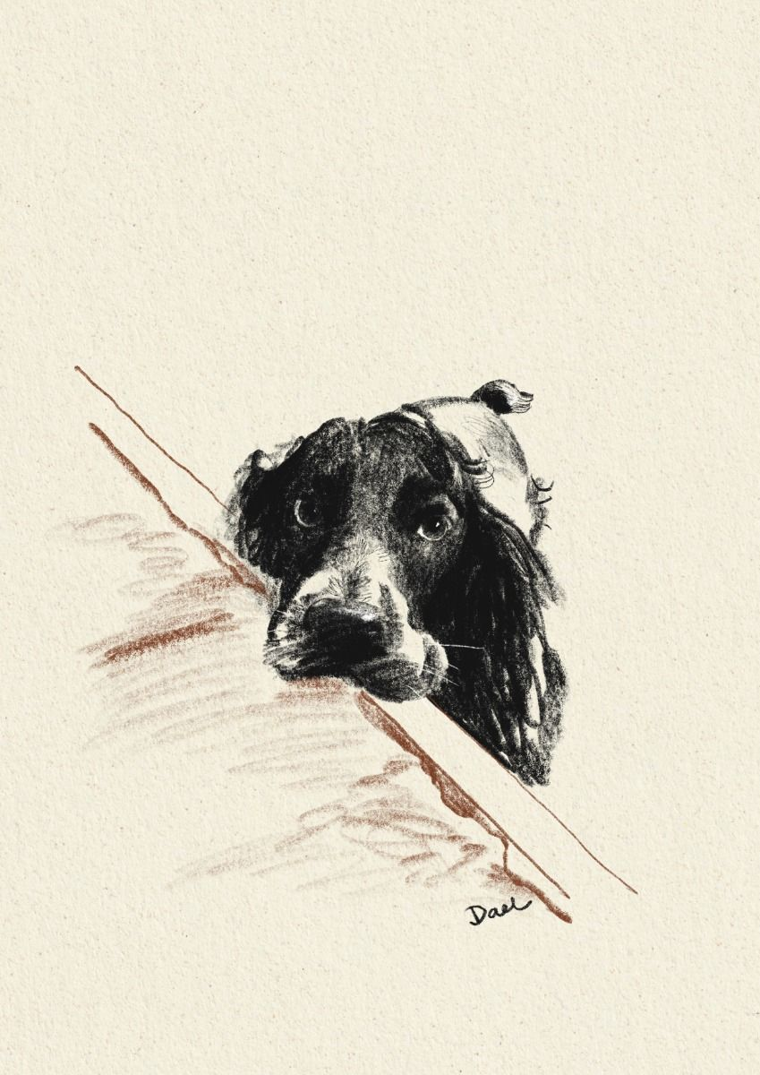 Top Ten Ways to Keep Your House Clean When You Have Pets